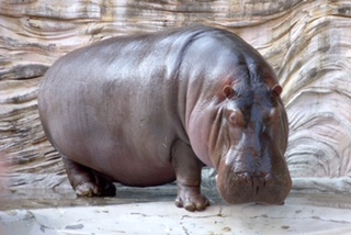 Hippopotamus